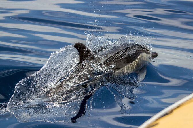 Azores Whale Watching & Islet Boat Tour - Terra Azul Check-In, Suits Provided, and a Safety Brief You’ll Actually Appreciate