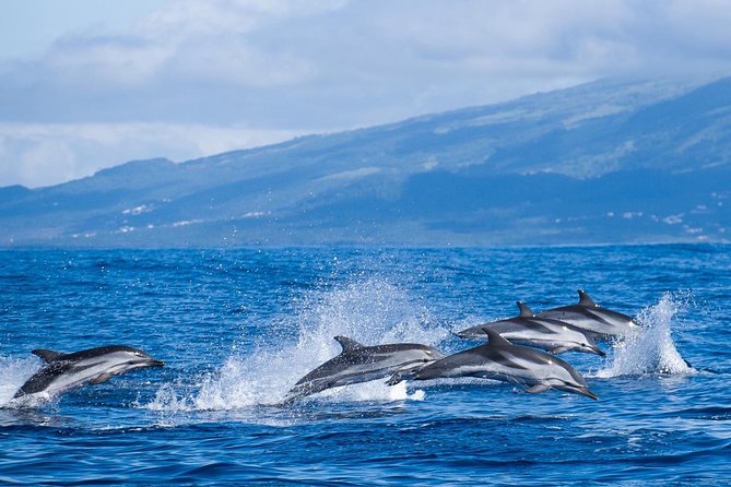 Azores Whale Watching Tour – Ponta Delgada - Ponta Delgada starts at Marina Pêro de Teive