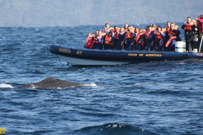 Azores Whale Watching Tour – Ponta Delgada - The on-the-water plan: how the search actually unfolds