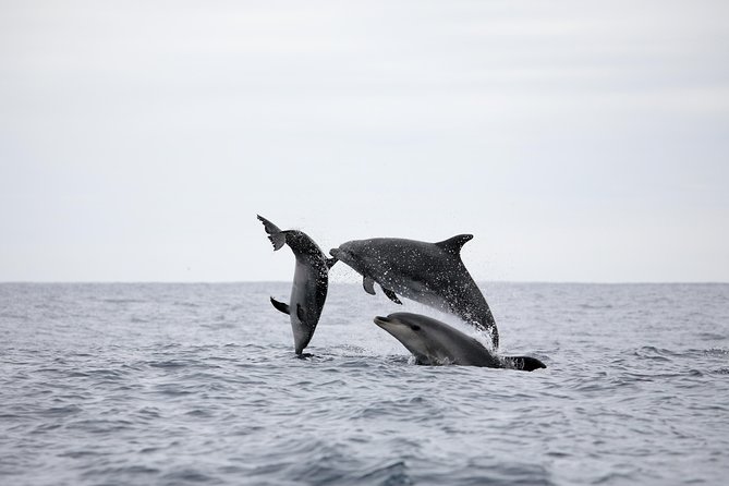 Azores Whale Watching Tour – Ponta Delgada - What you might see off the Azores coast
