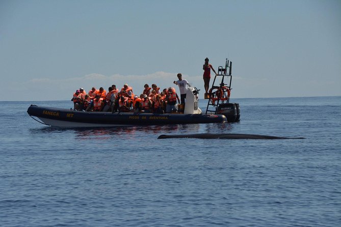 Azores Whale Watching Tour – Ponta Delgada - Itinerary walk-through: step by step on the day