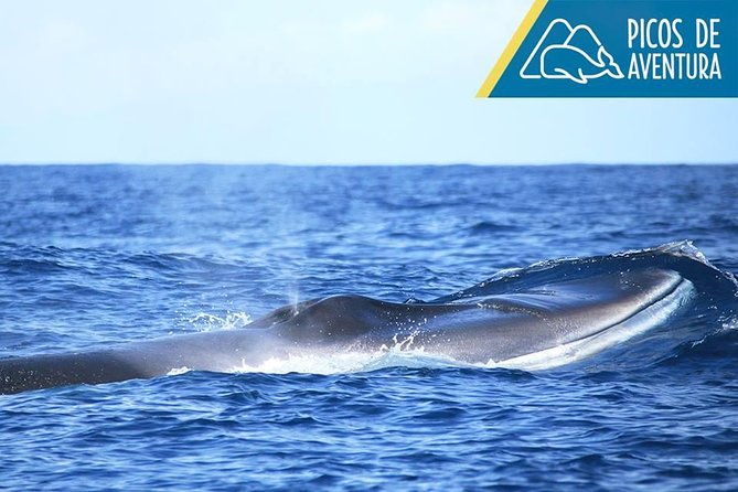 Azores Whale Watching Tour – Ponta Delgada - Value for the money: what $78.60 buys you