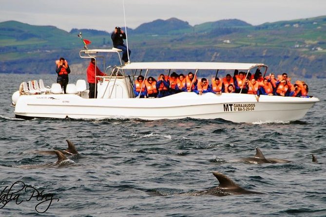 Azores Whale Watching Tour – Ponta Delgada - Your boat choice changes the whole experience