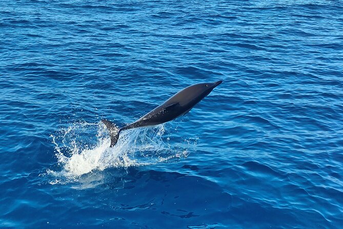 Benagil Caves and Dolphin Watching - 2.5h - Marinha Beach and the Algarve coastline route that actually makes sense