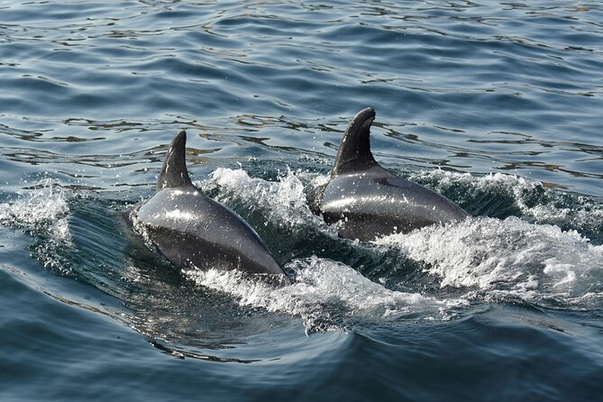 Benagil Caves and Dolphin Watching - 2.5h - Should you book this Benagil caves and dolphin watching tour?