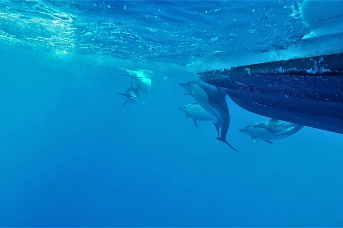 Benagil Caves Visit with Dolphins Watching from Albufeira - Should You Book This Oceaneye Tour for Benagil Caves and Dolphins?