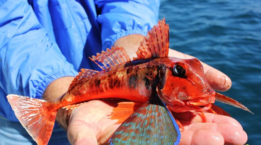 Bottom Fishing Lagos - The catch: what you might reel in, and how keeping works