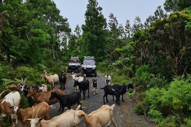 BUGGY TOUR - West / Center of the island (off-road) - The ride plan: paved start, dirt tracks, and photo-worthy pull-offs