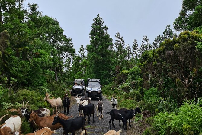 BUGGY TOUR - West / Center of the island (off-road) - What you’ll actually see: cows, goats, forest tunnels, and Atlantic views
