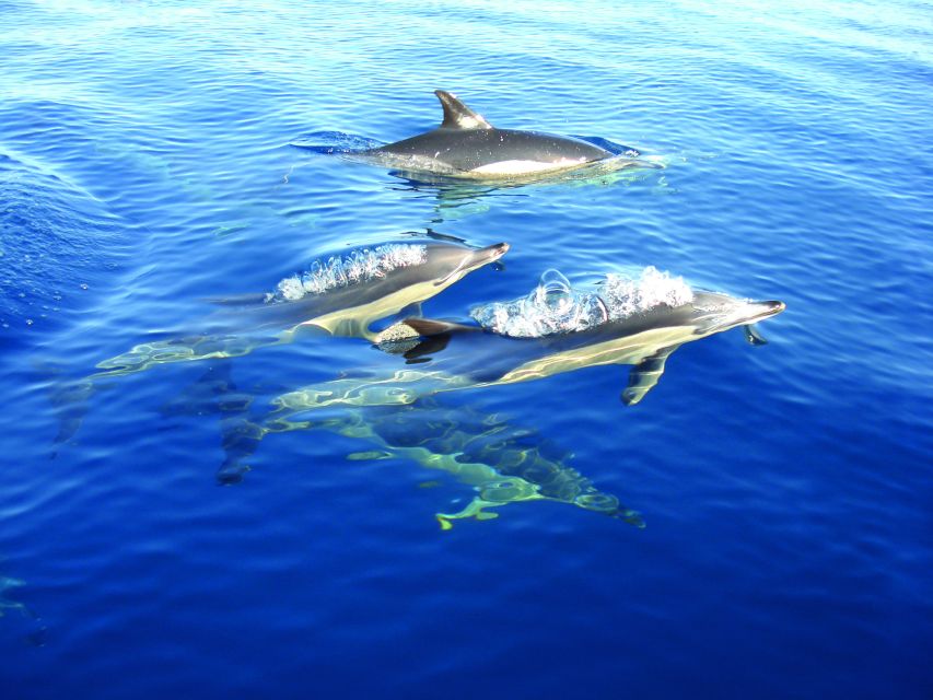 Cabanas de Tavira: Dolphin Watching Boat Tour - Where to Meet and What to Bring