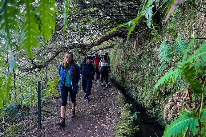 Caldeirão Verde Levada (PR 9) - Guided Madeira Levada Walk - Stop 1, Parque Florestal das Queimadas: the high-forest start at 980 meters