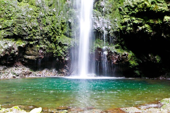Caldeirão Verde Levada (PR 9) - Guided Madeira Levada Walk - Stop 2, Laurisilva forest: endemic trees, birds, and real guide talk