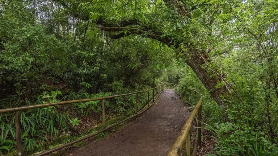 Caldeirão Verde: Queimadas PR9 Transfer and Self-Guided Hike - Caldeirão Verde, Queimadas Natural Park, and the levada trail vibe