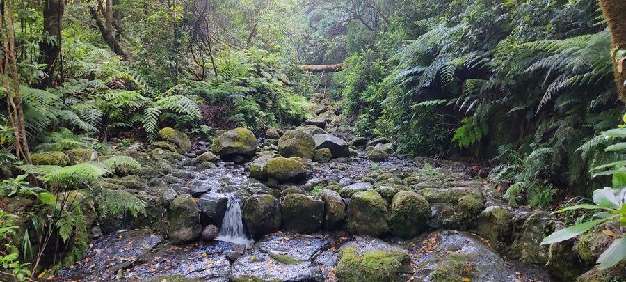 Caldeirão Verde: Queimadas PR9 Transfer and Self-Guided Hike - What you’ll actually see: waterfalls, ancient trees, and the green-water contrast
