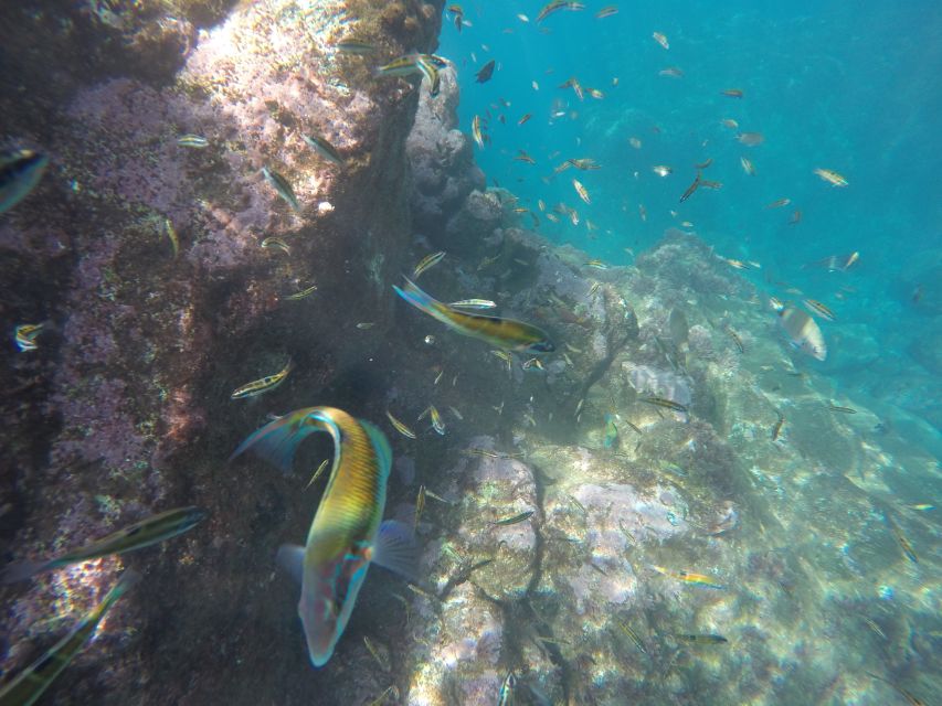 Caniço, Madeira: Marine Reserve Kayak & Snorkelling Tour - What to bring to Caniço for a smooth experience