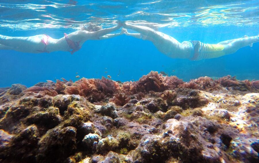 Caniço, Madeira: Marine Reserve Kayak & Snorkelling Tour - Snorkeling among fish: what you might see and how to spot it