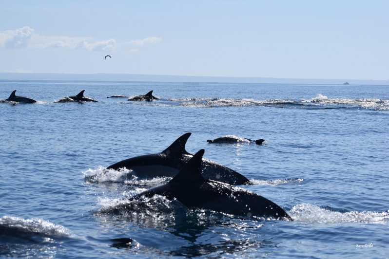 Cascais: Dolphin Watching Speedboat Tour - Key highlights before you go