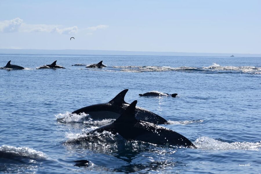 Cascais: Dolphin Watching Speedboat Tour - Should you book the Cascais dolphin watching speedboat?