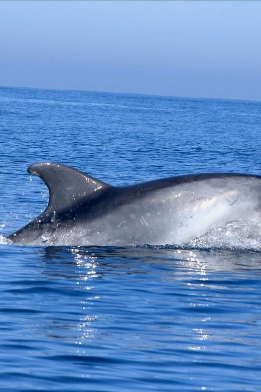 Cascais: Dolphin Watching Speedboat Tour - Where the tour starts at Cascais Marina, Pier M