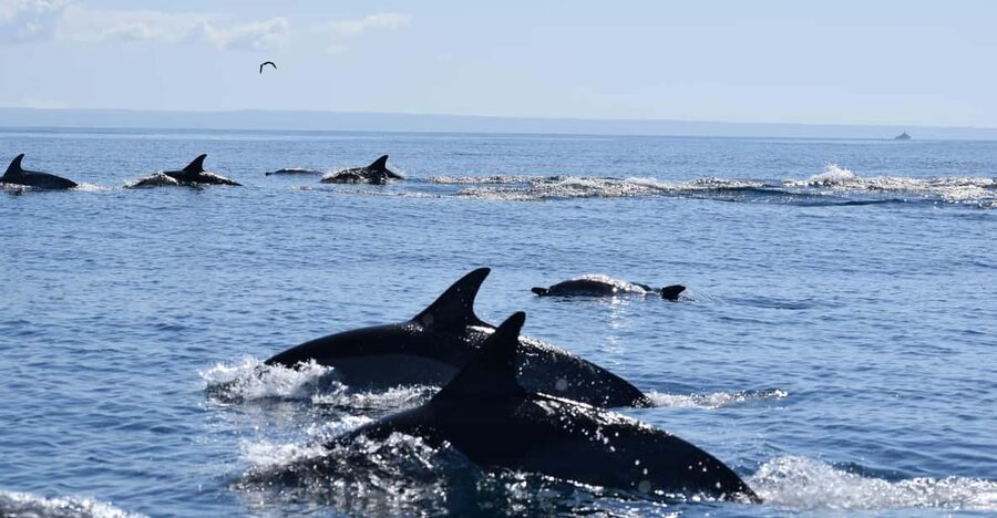 Cascais: Dolphin Watching Speedboat Tour - The guides and their wildlife approach (João and Rui stand out)