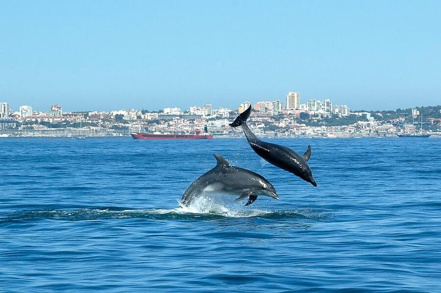 Cascais: Dolphin Watching Speedboat Tour - How your time on the water is used to find dolphins and whales