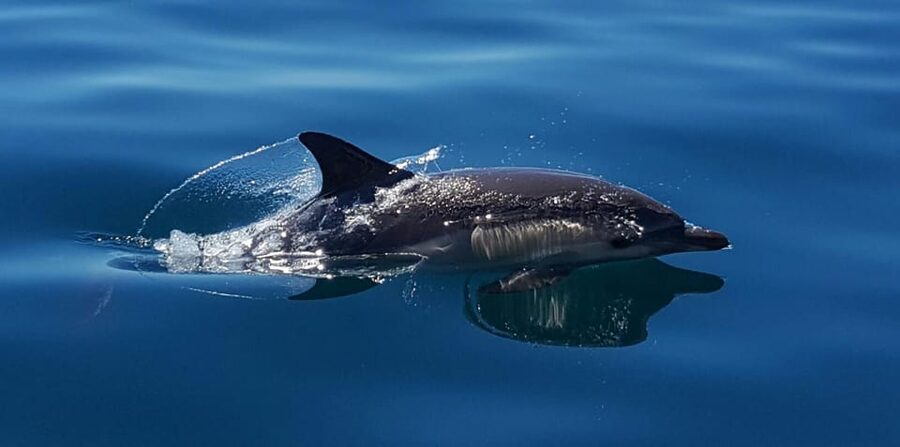 Cascais: Dolphin Watching Speedboat Tour - The secret stop: why that extra hour feels like the real tour