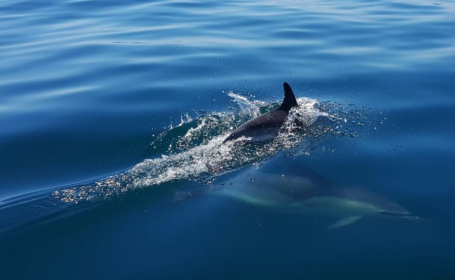Cascais: Dolphin Watching Speedboat Tour - Who should book, and who should pass