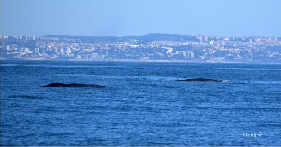 Cascais: Dolphin Watching Speedboat Tour - Price check: is $76 for 2 hours good value?