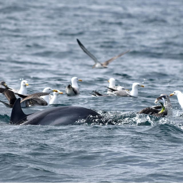 Cascais: Dolphin Watching Speedboat Tour - The speedboat ride: fast, fun, and built for spotting
