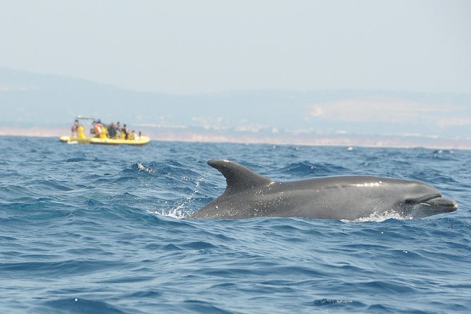 Caves and Dolphin Watching Cruise from Albufeira - The dolphin hunt: how the crew searches and how you can spot them