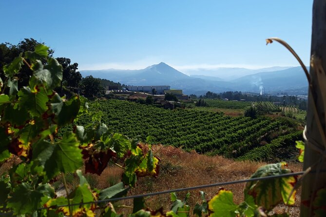 Classic Tasting | Quinta de Santa Cristina Vinho Verde - Vineyard walk: the best part if you want to understand what’s in your glass