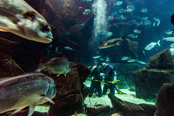 Diving in the Madeira Aquarium - Why the Madeira Aquarium session works for first-timers
