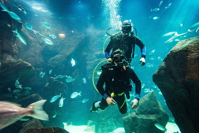 Diving in the Madeira Aquarium - Price and value: $163.33 for gear, instruction, and two underwater settings