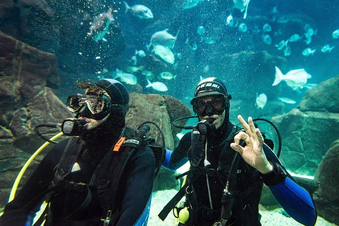 Diving in the Madeira Aquarium - Practical tips so you enjoy it, not endure it