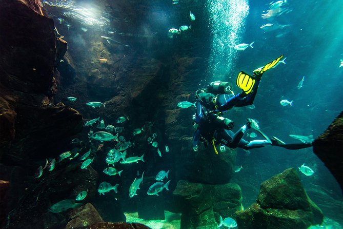 Diving in the Madeira Aquarium - What you’ll see: sharks, rays, morays, and the big tank numbers