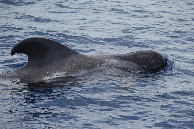 Dolphin and Whale Watching Catamaran Cruise from Funchal - On-board comfort and practical stuff: toilets, drinks, and space