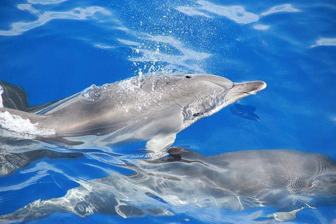 Dolphin and Whale Watching Catamaran Cruise from Funchal - Views from sea level: why this trip is more than a wildlife ticket