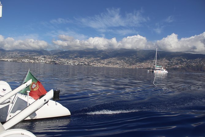 Dolphin and Whale Watching Catamaran Cruise from Funchal - Price and value: does $48.27 make sense?