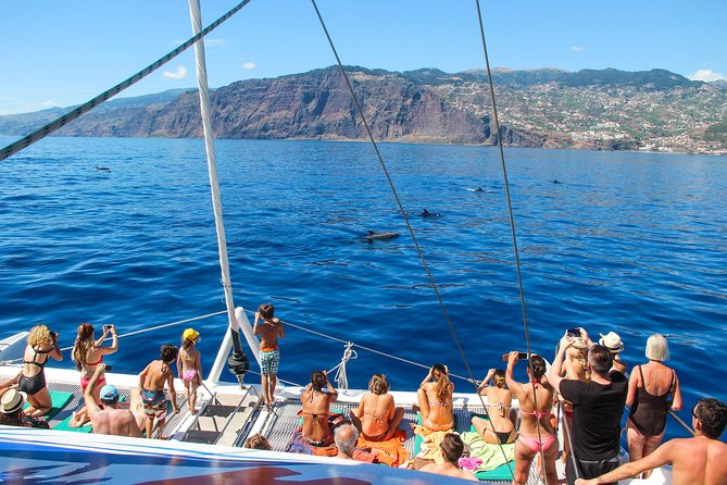 Dolphin and Whale Watching Catamaran Cruise from Funchal - The “search” phase along Madeira’s south coast: what the crew actually does