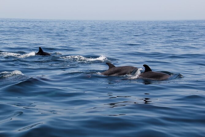 Dolphin and Whale Watching in Lagos - Lagos Grotto Trips starts at Passeio dos Descobrimentos