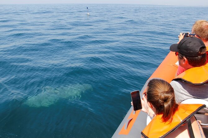 Dolphin and Whale Watching in Lagos - On the water in the RIB “Aftermath”