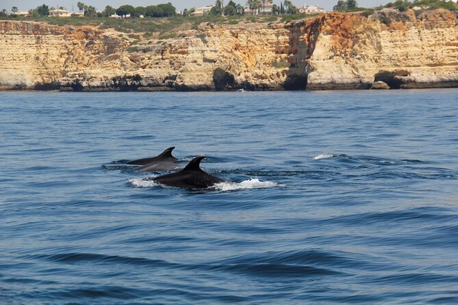 Dolphin and Whale Watching in Lagos - How the guide finds dolphins and whales near Lagos