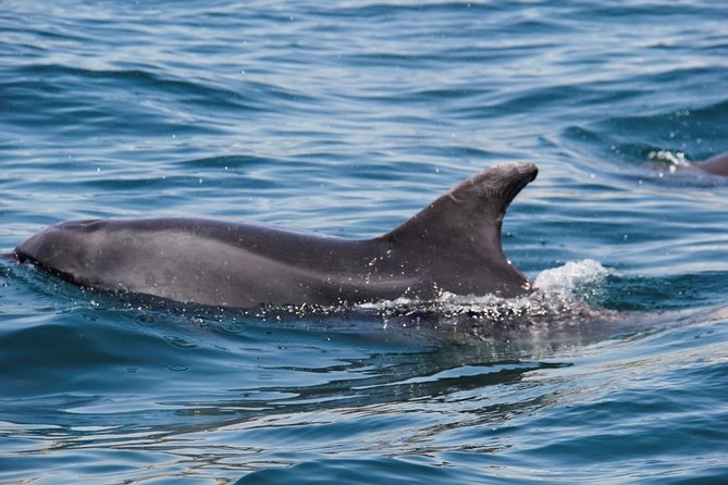 Dolphin and Whale Watching in Lagos - What you might see: dolphins, porpoises, and Risso’s