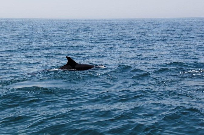 Dolphin and Whale Watching in Lagos - Photo and spotting tips that actually help