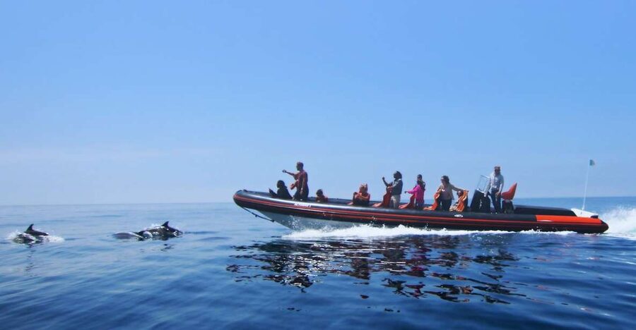 Dolphin Safari and Cave Tour in Vilamoura - Key things to know before you go