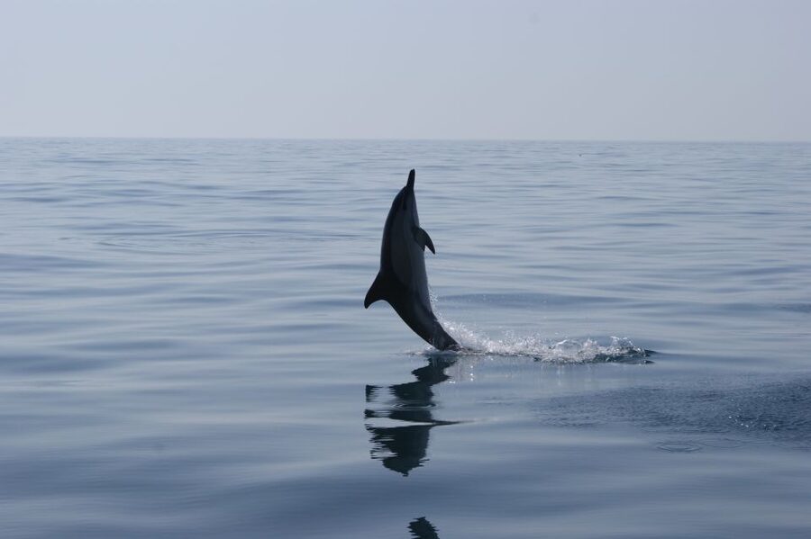 Dolphin Safari and Cave Tour in Vilamoura - Caves and rock formations: how the second half really works