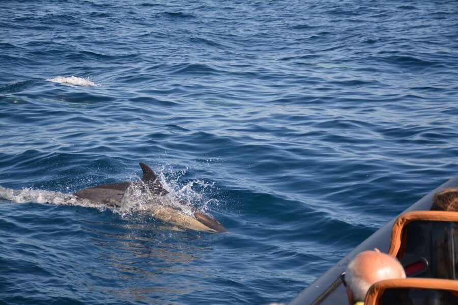 Dolphin Safari and Cave Tour in Vilamoura - What to wear for a splashy RIB-style ride (and why it matters)