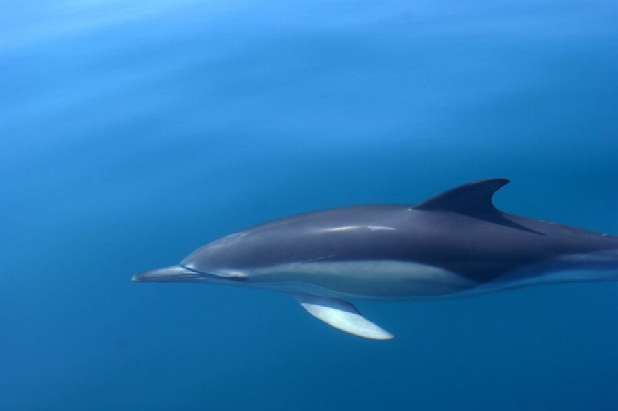 Dolphin Safari and Cave Tour in Vilamoura - Who should book this dolphin safari and cave tour?