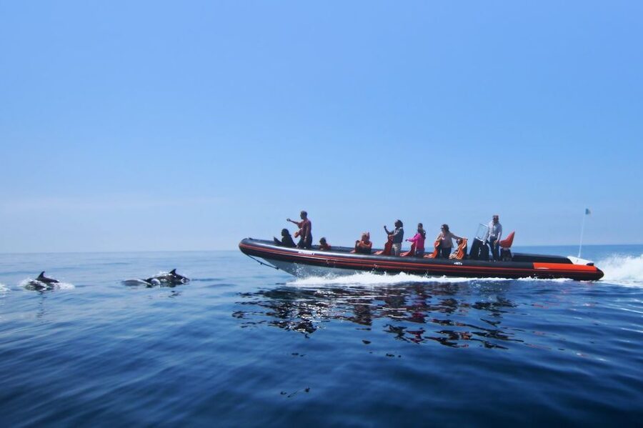 Dolphin Safari and Cave Tour in Vilamoura - Dolphins off the Vilamoura coast: what to expect (and how to spot them)