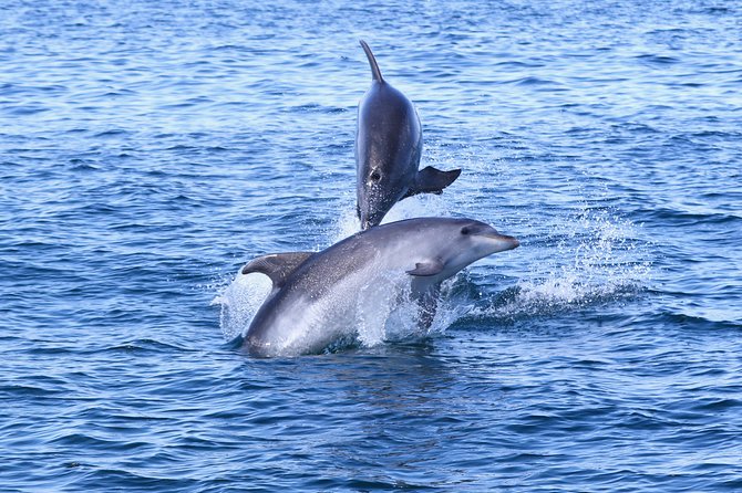Dolphin Search - Dolphin Quest - Why Dolphin Quest beats DIY dolphin spotting in the Algarve